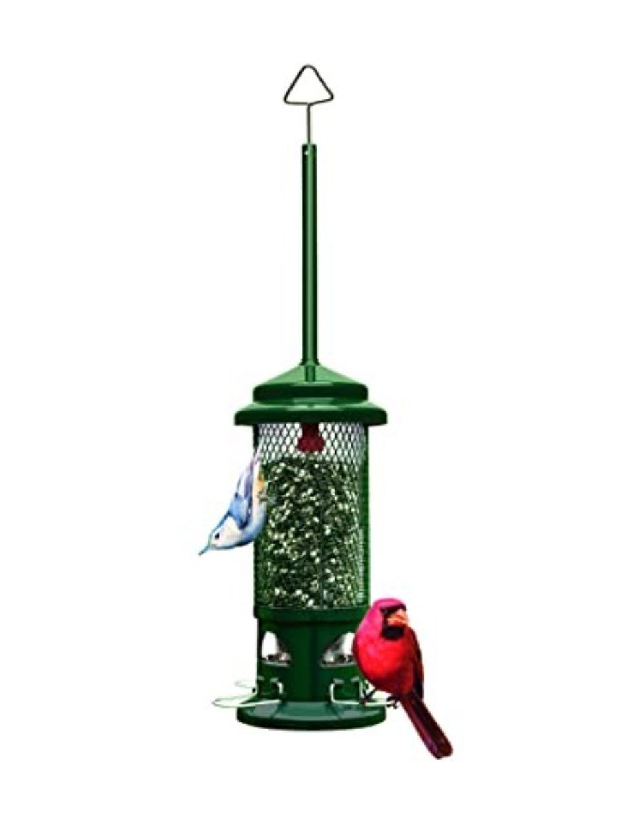Brome, Brome Squirrel Buster Standard
