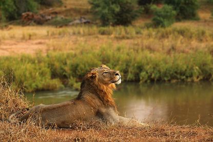 A lion in South Africa.