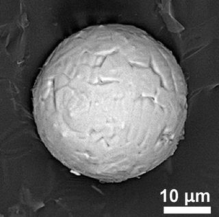 This scanning electron microscope image shows a magnetic impact spherule likely to have been created by an asteroid or comet impact 12,900 years ago, researchers say.