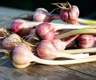 A bunch of fresh harvested garlic