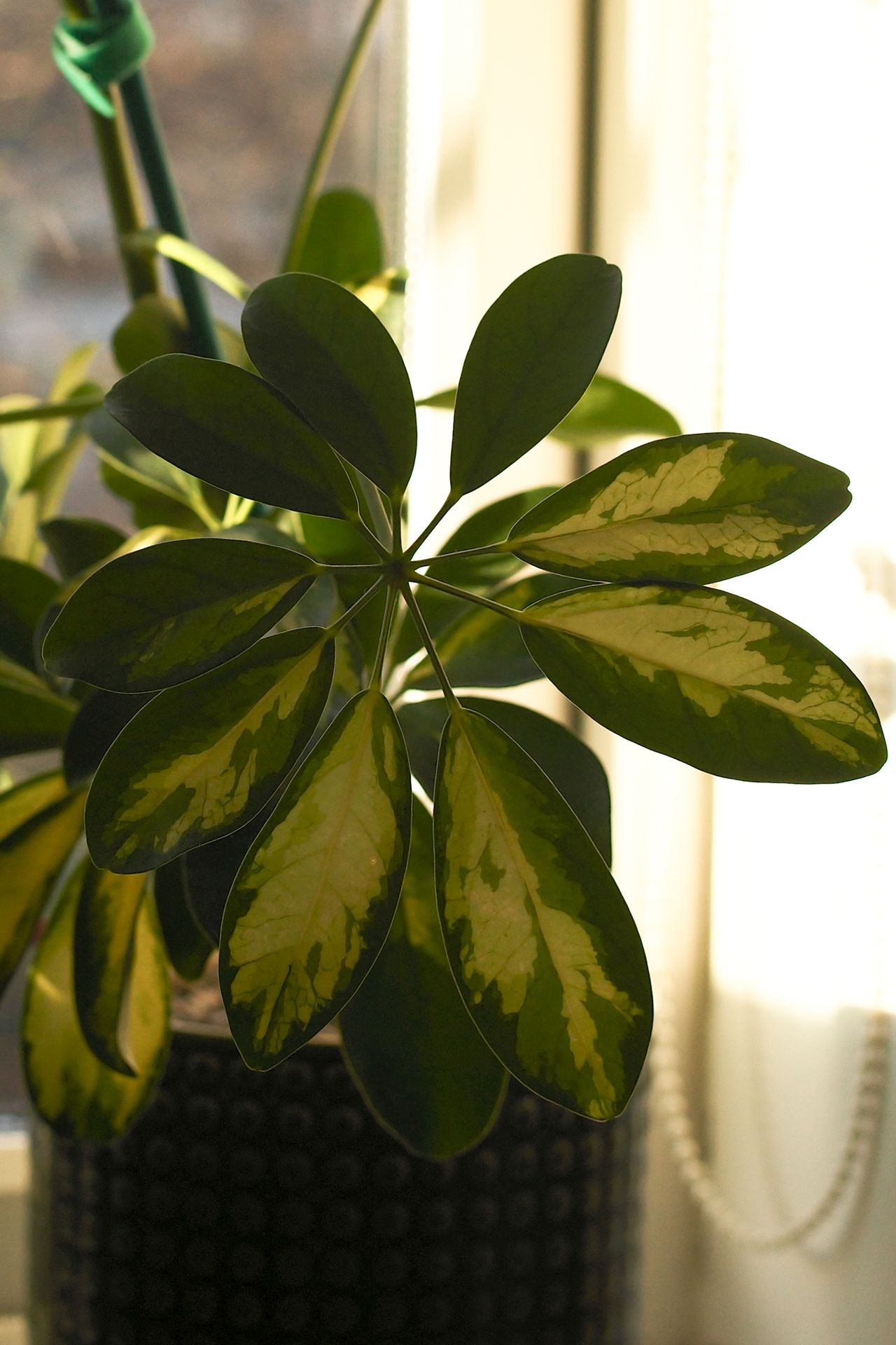 A photo taken on a Leica M EV1 rangefinder-style camera