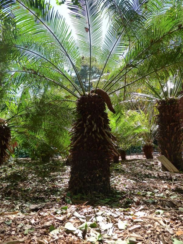 Cycas taitungensis, Royal Botanic Garden, Sydney