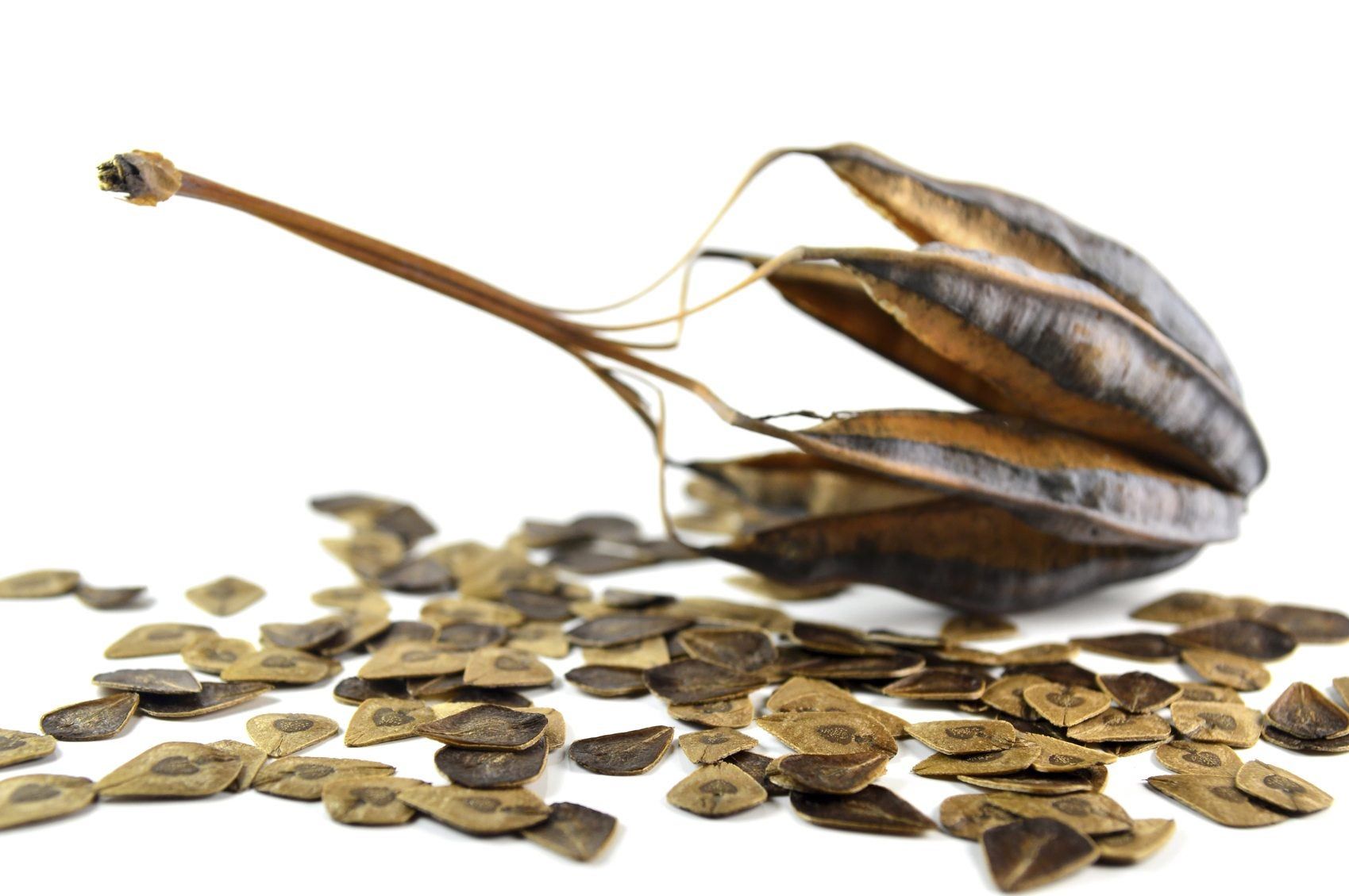 Starting Dutchman's Pipe From Seeds How To Germinate Seeds On Dutchman's Pipe Gardening Know How