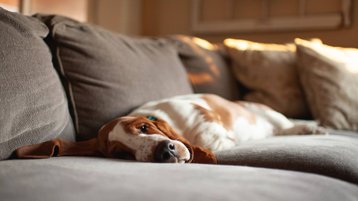 dog sleeping with eyes open