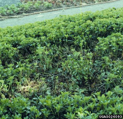 Plants Affected By Volutella Blight Disease