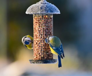 Two blue tits on frosted bird feeder