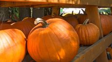 Harvested pumpkin on wooden shelves