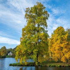Large tulip trees along lake shore