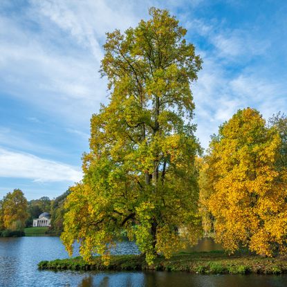 Large tulip trees along lake shore