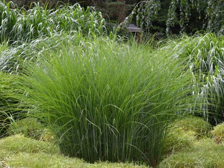 Gracillimus Maiden Grass In The Garden