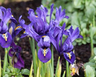 Dwarf iris reticulata