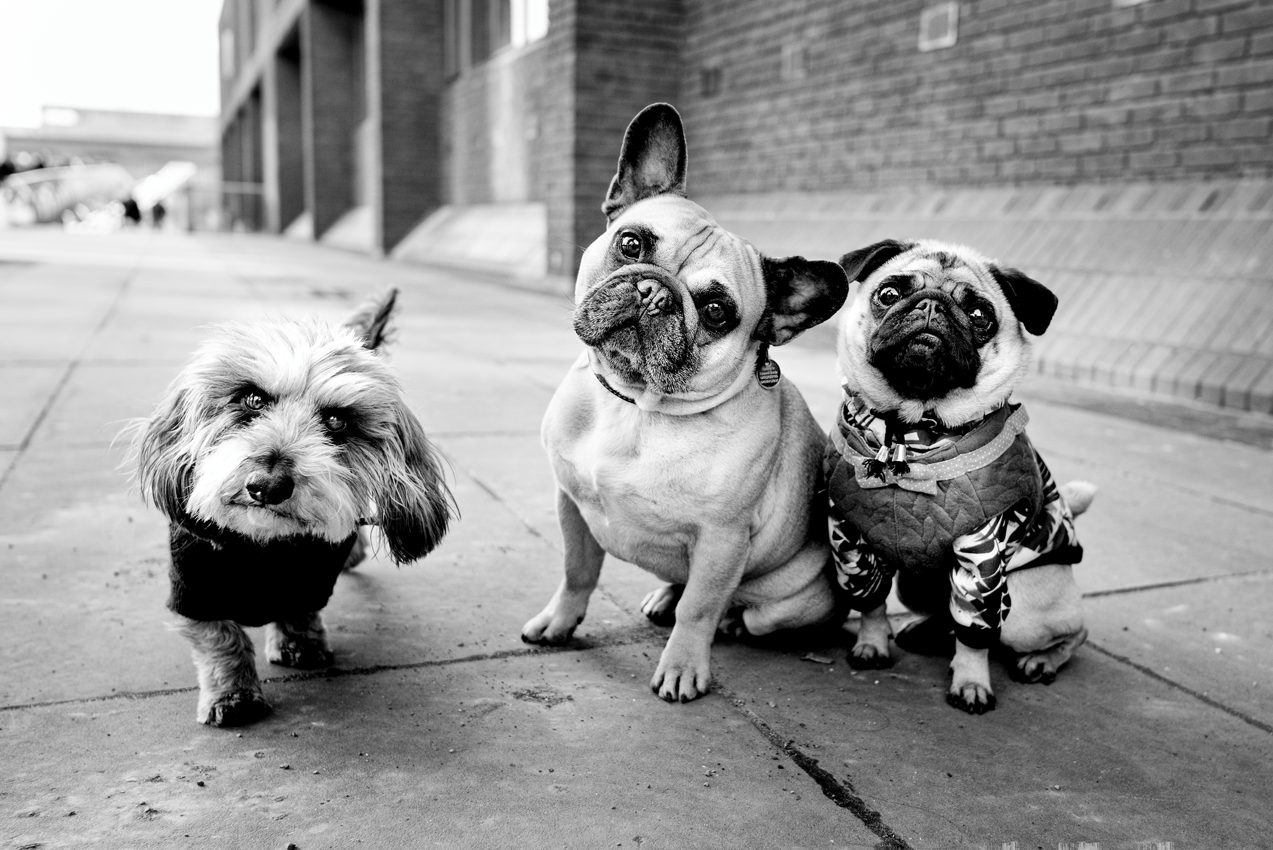 Three small dogs in coats stand side by side on a London pavement, all looking directly at the camera.