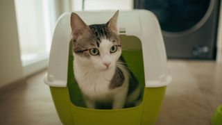 Domestic cat using the litter box - stock photo