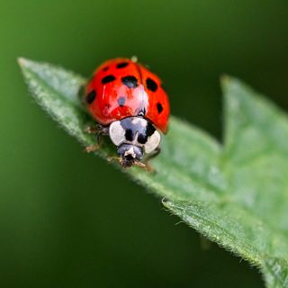 Ladybird on leaf