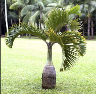 bottle palm tree in a lawn