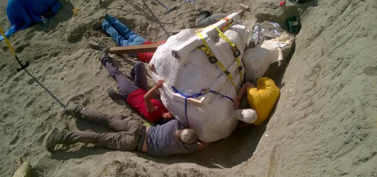 Paleontologists prepare to remove the T. rex skull from the dig site in northern Montana.