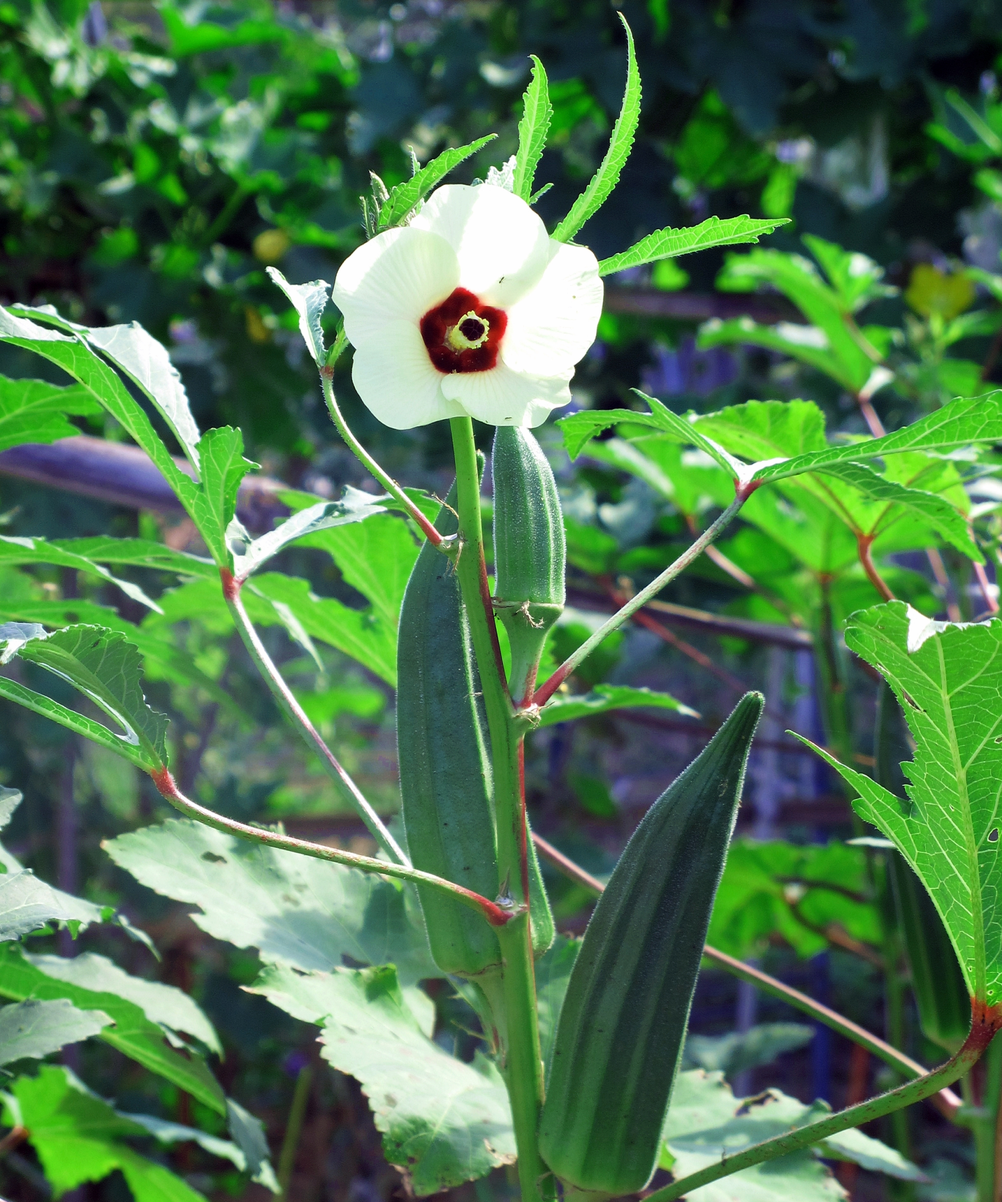 Okras or lady fingers and flowers blooming on a garden plant