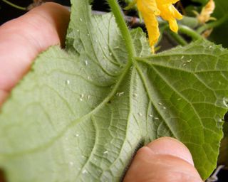 whitefly on cucumber plant