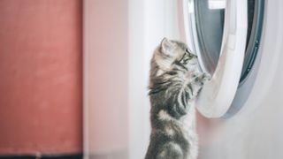 Kitten peering through half open washing machine door