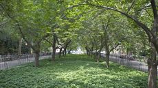 Japanese spurge, Pachysandra terminalis, forming an evergreen ground cover under large trees in a park