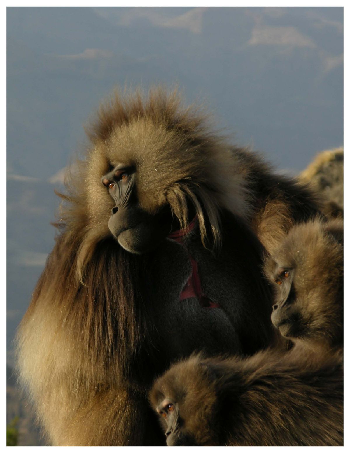 gelada monkeys