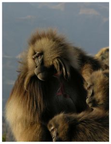 gelada monkeys