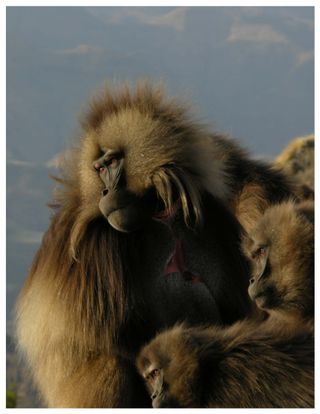 gelada monkeys