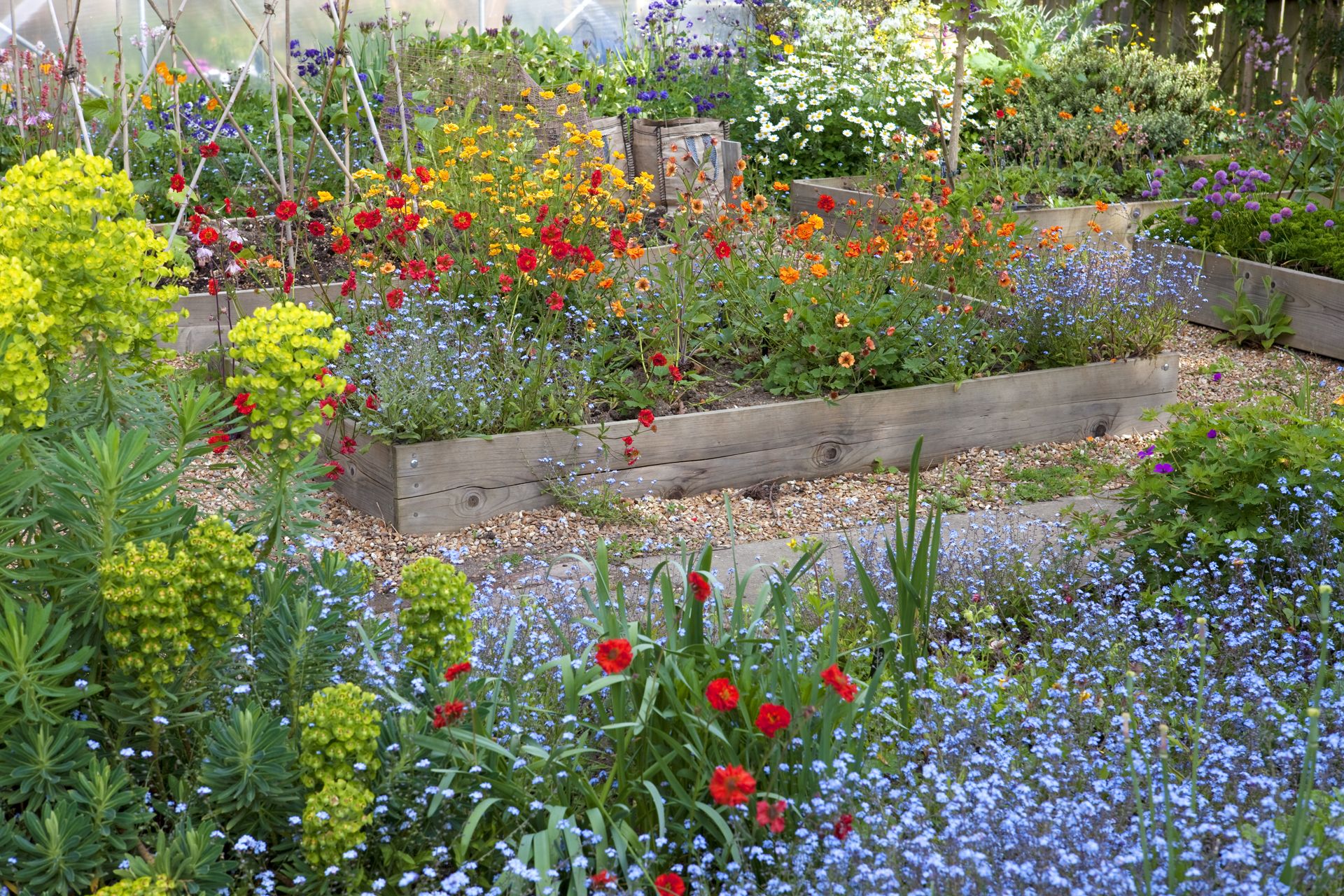 geum cottage garden raised beds