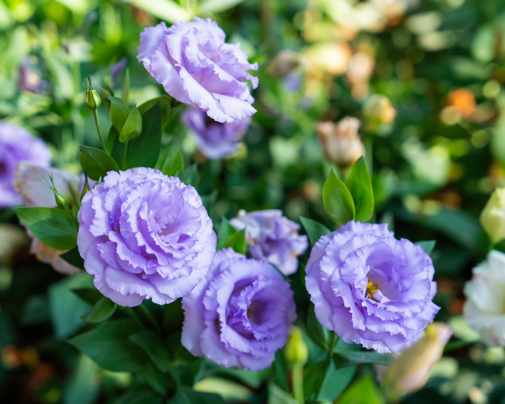 Close up shot of the purple Lisianthus flower in the garden.