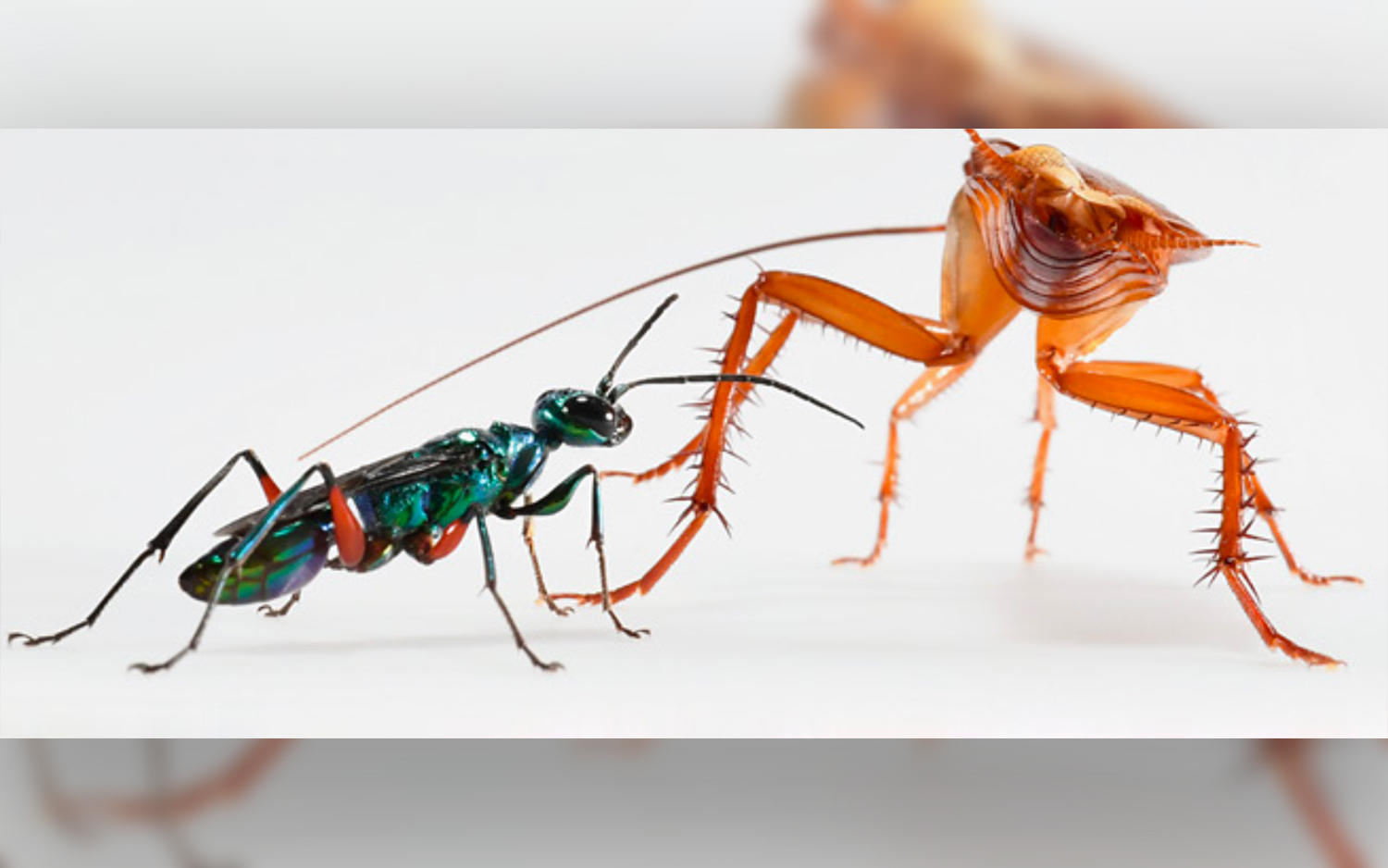 Roaches Kick Wasps in the Head to Avoid Becoming Zombies | Live Science