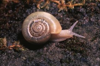 Oregon megomphix snail lives in the Pacific northwest.