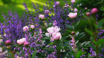 Perennial flowers in bloom in summer