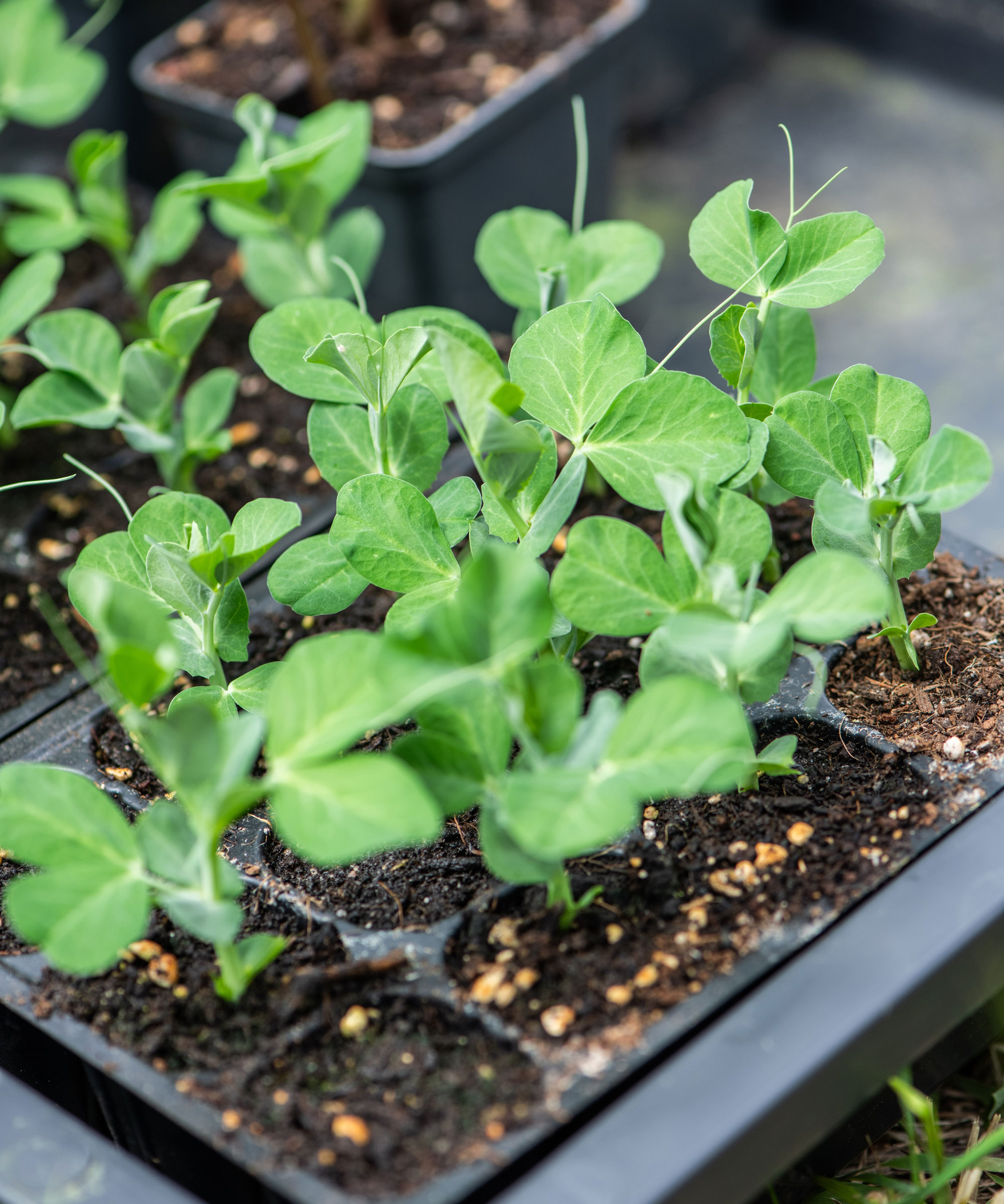 pea seedlings growing in seed tray under glass