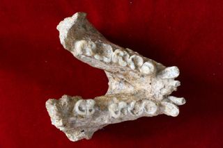 Gigantopithecus blacki fossils are rare finds, consisting mostly of teeth and a few partial jaws, such as this mandible.