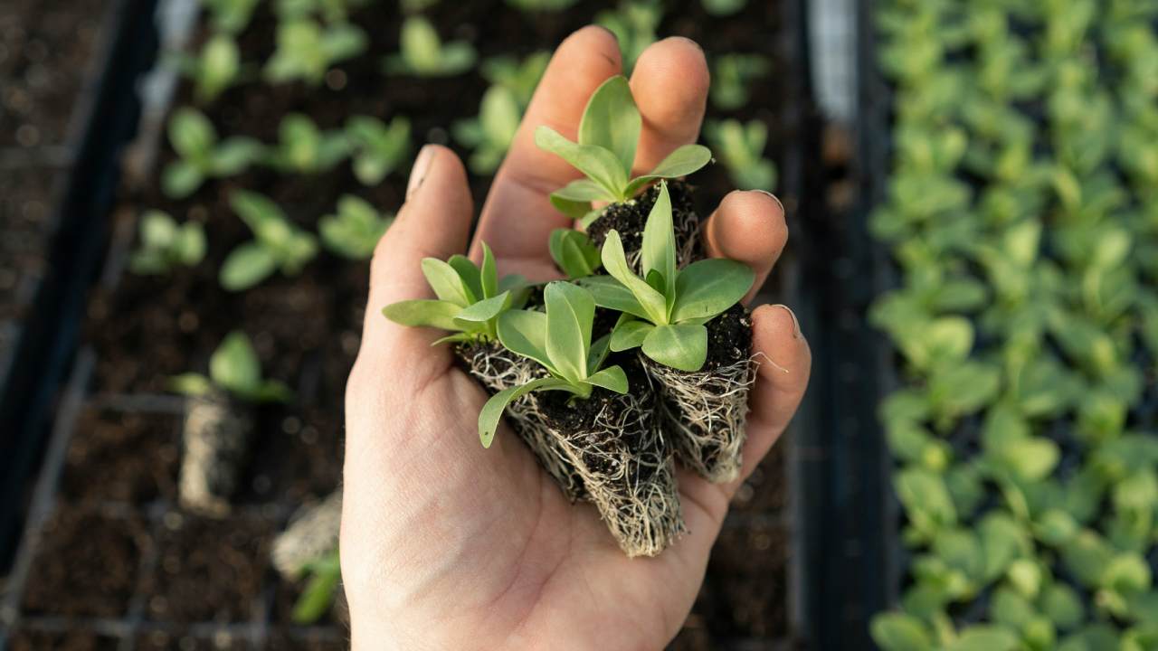 Someone holding rooted plants