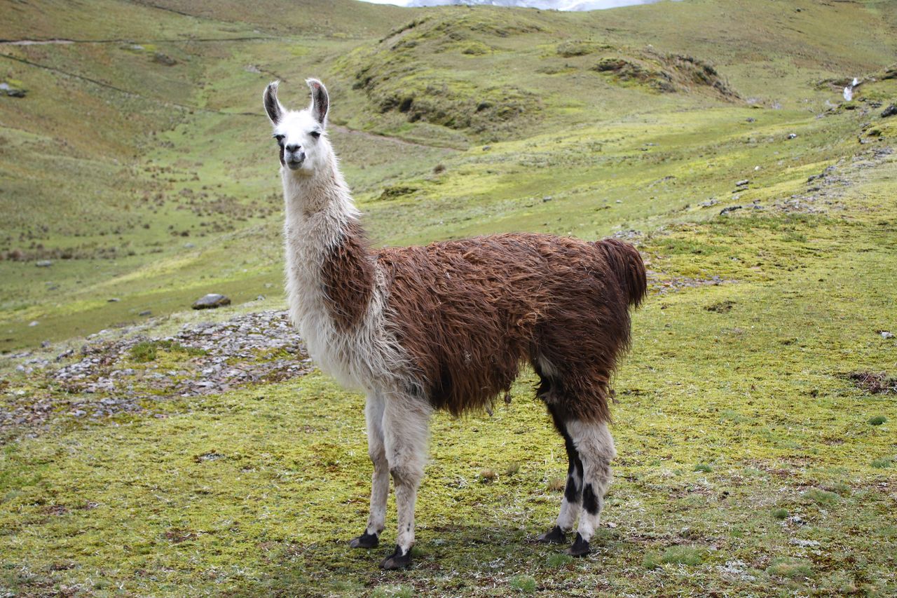 Llama.