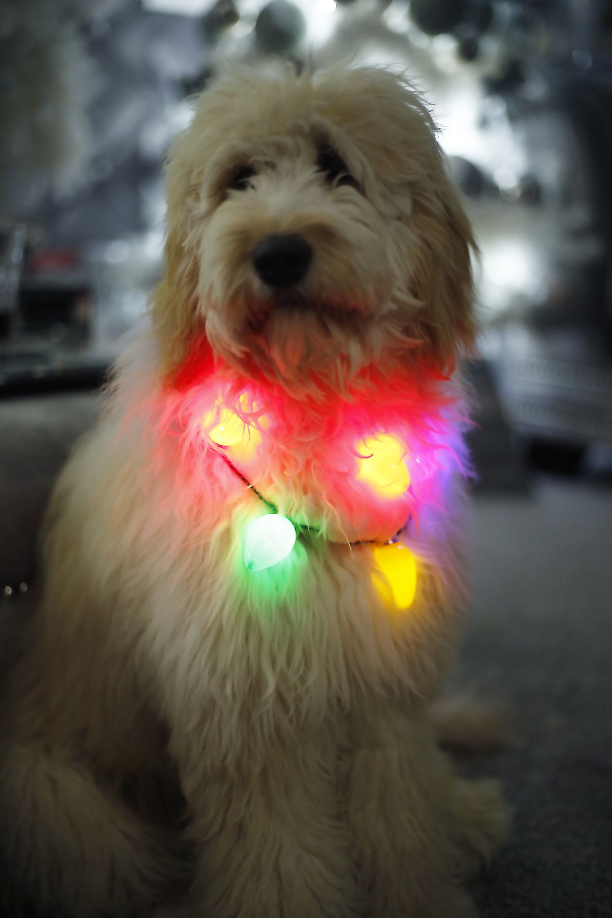 A goldendoodle wearing christmas lights