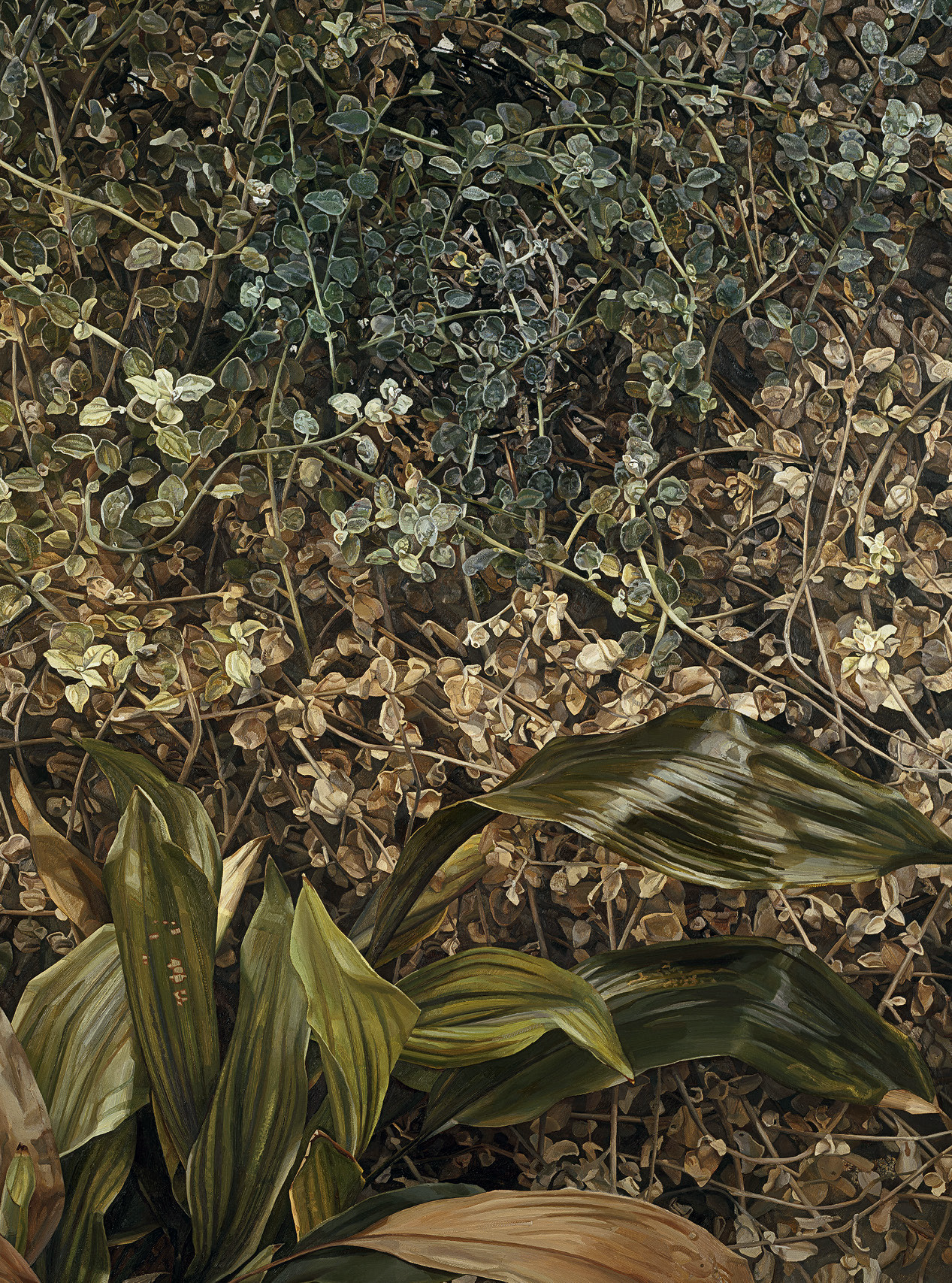 Two Plants, 1977–80, oil on canvas, 59½in by 47¾in, by Lucian Freud (1922–2011), Tate.