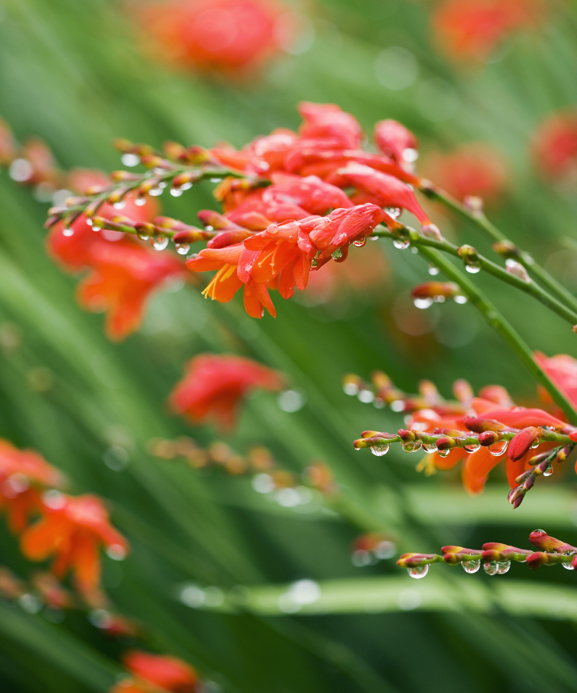 The red blooms of crocosmia with raindrops