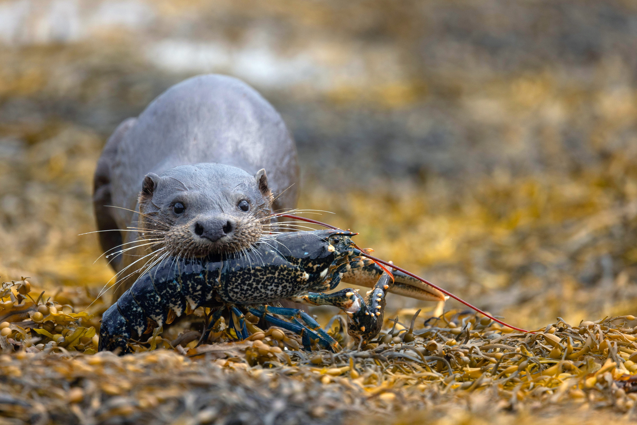 A eurasian otter makes off with a lobster in its mouth