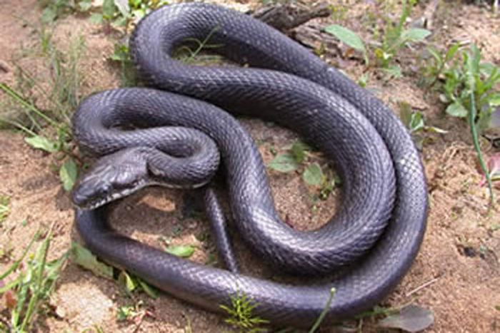 Rat Snake Facts Live Science,Safflower Seeds For Birds