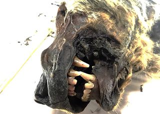 Ice Age Steppe wolf head