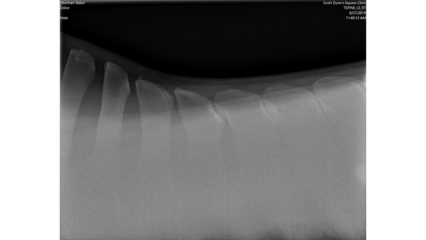 Dolce%E2%80%99s-original-back-x-Ray-clearly-the-spinal-processors-are-touching.jpeg