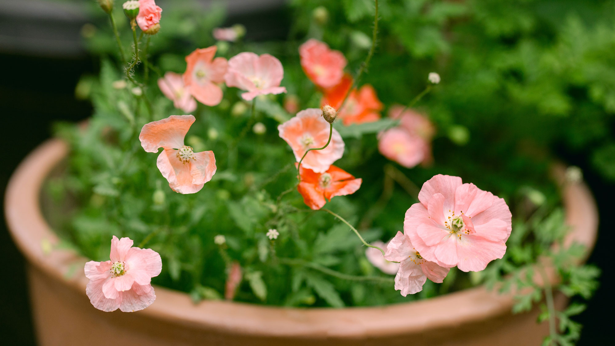 poppies growing in a large container