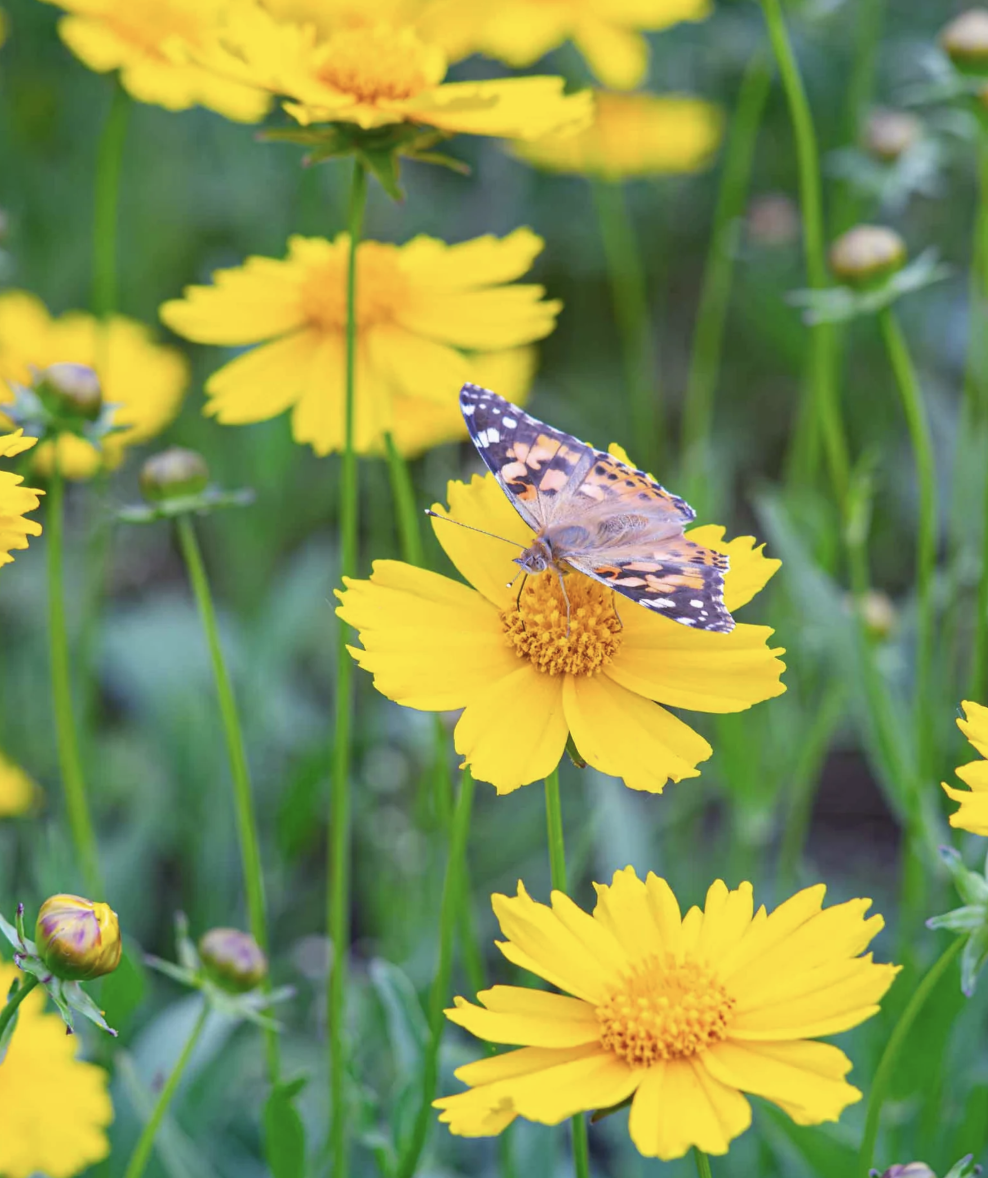 Butterfly on a lanceleaf coreopsis flower