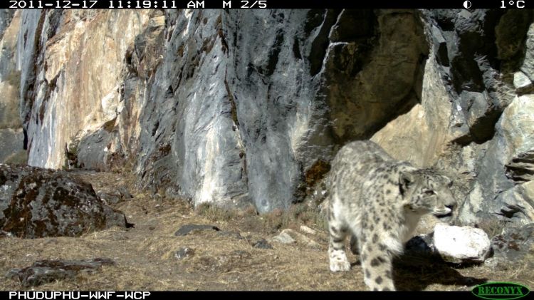 snow leopard marking its spot