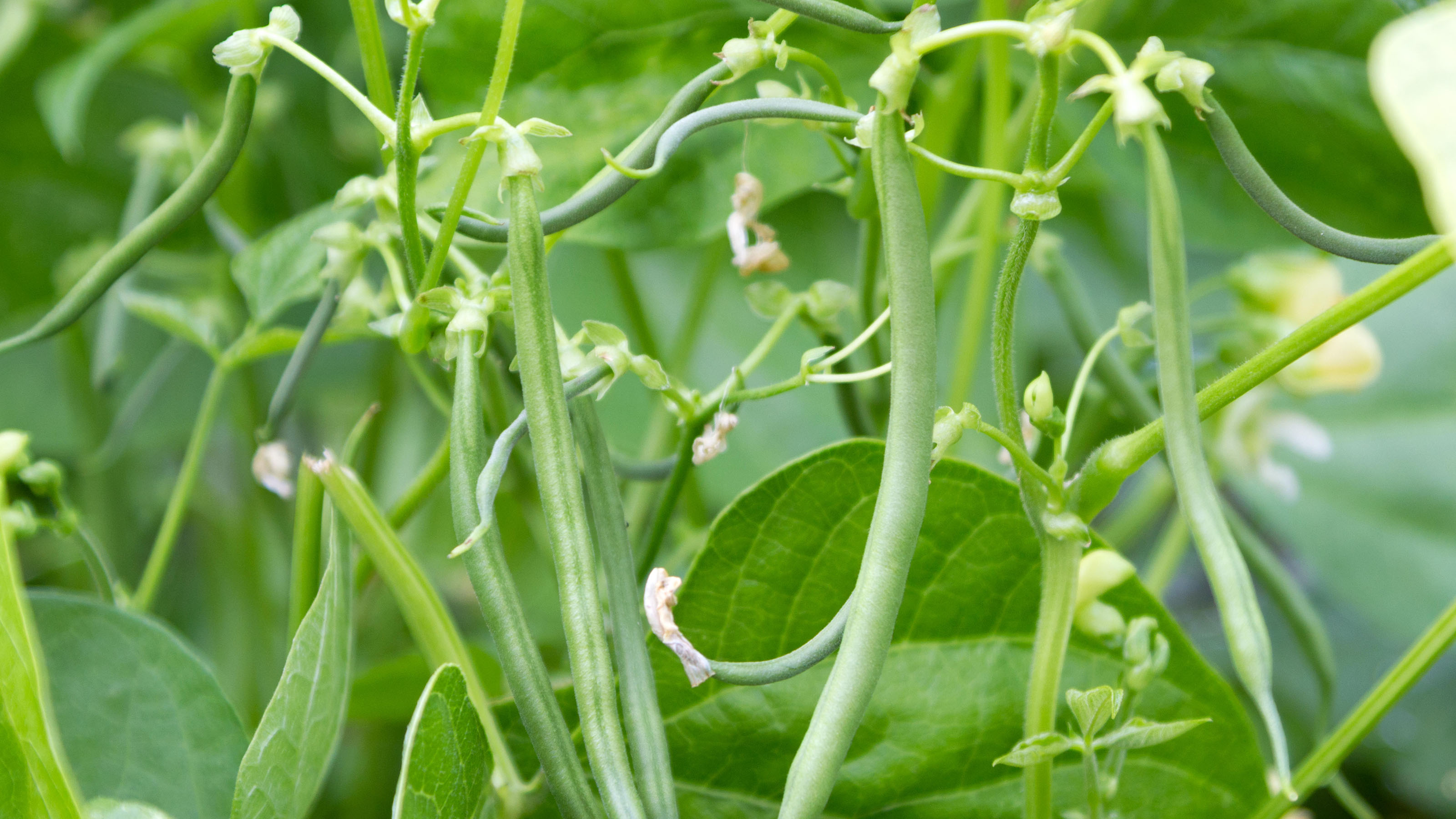 Vegetables to plant in July 10 tasty varieties for summer sowing and growing GardeningEtc