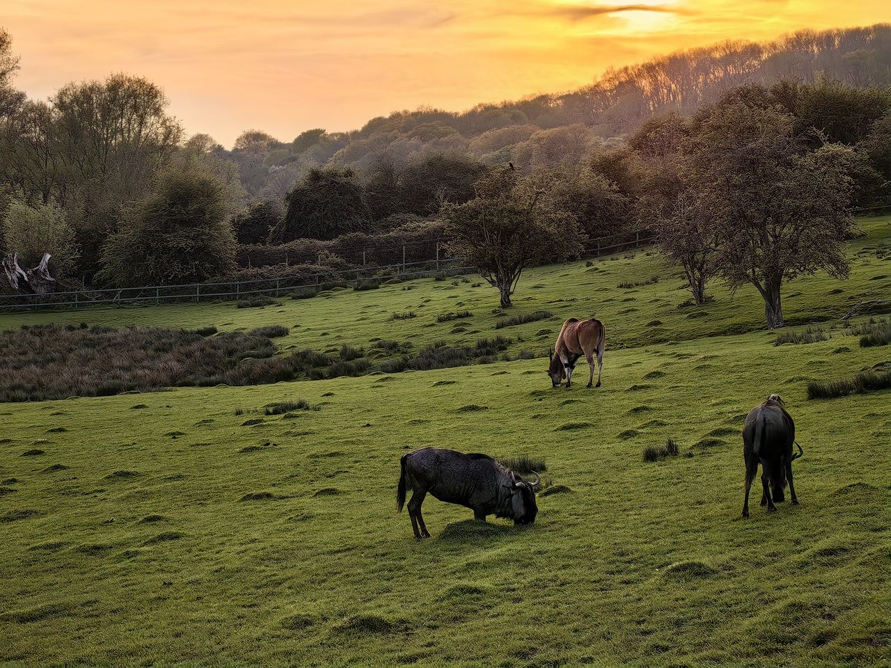 Huawei P60 Pro review sample images