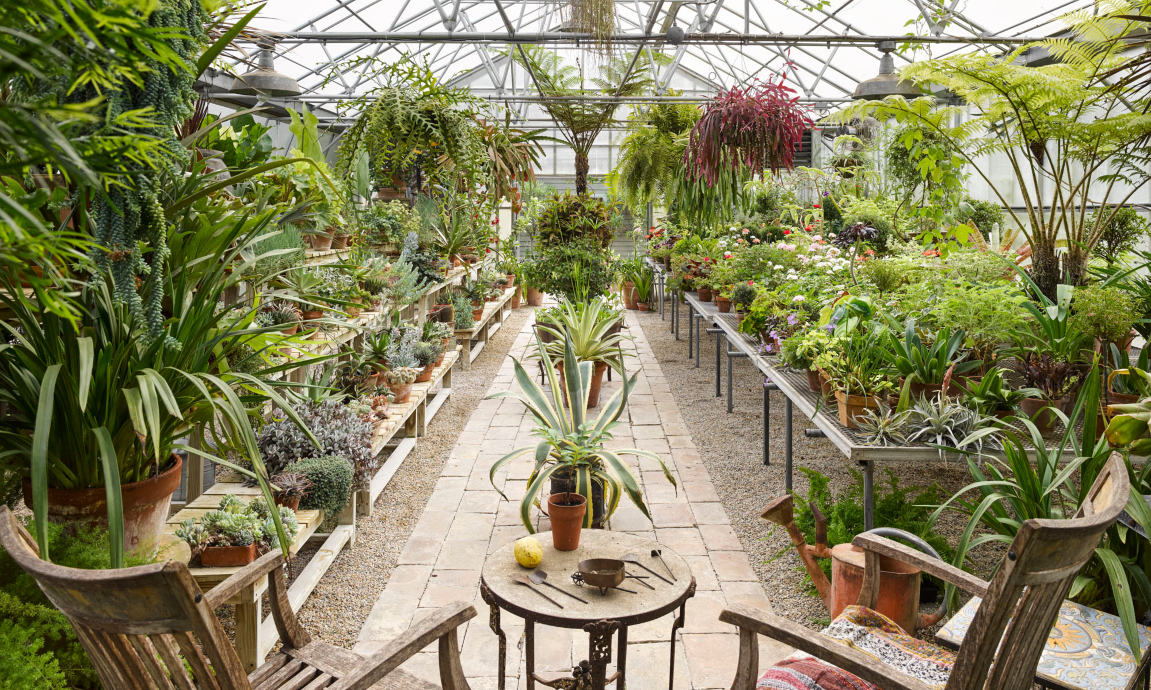 Inside large glasshouse with huge tropical trees and plants in pots