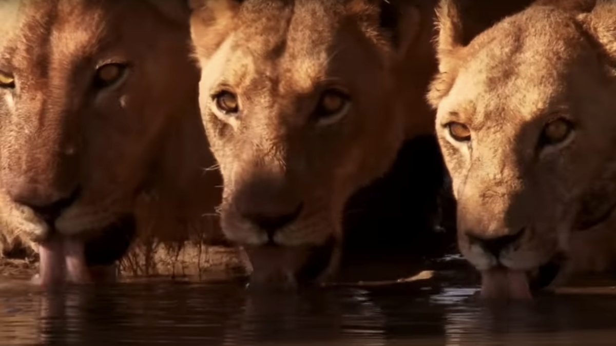 lions drinking water in the disney documentary earth